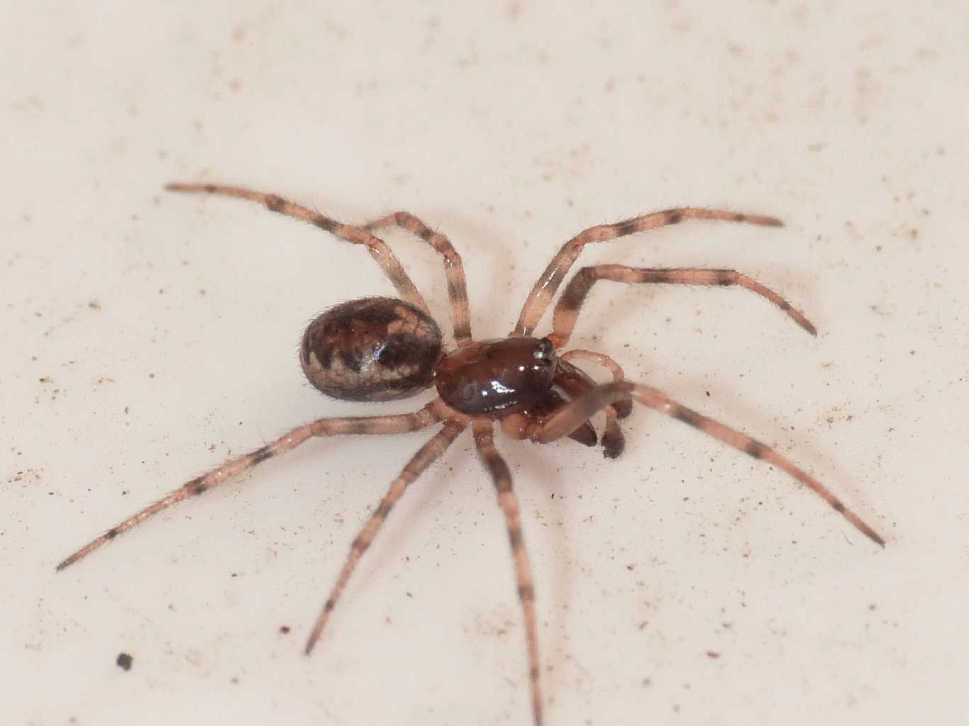 Enoplognatha mandibularis - Torrimpietra (RM)